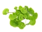 Preview: Brasilianischer Wassernabel - Hydrocotyle leucocephala